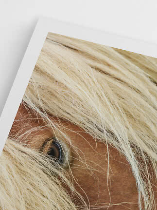 Nærbillede af brun hest med lys manke, delvist skjult bag håret på et indrammet print