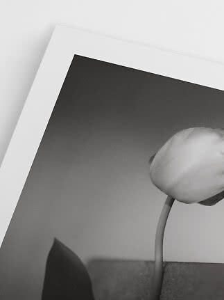 Sort-hvid nærbillede af en hvid tulipan foran en indrammet plakat