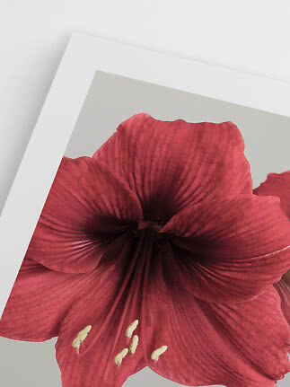 Primer plano de una flor roja de amarilis en lámina con borde blanco