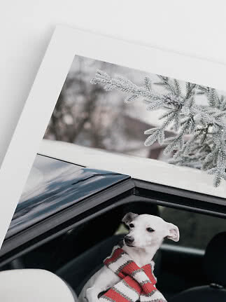 Piccolo cane bianco al finestrino dell’auto con sciarpa a righe rosse e bianche sotto rami innevati