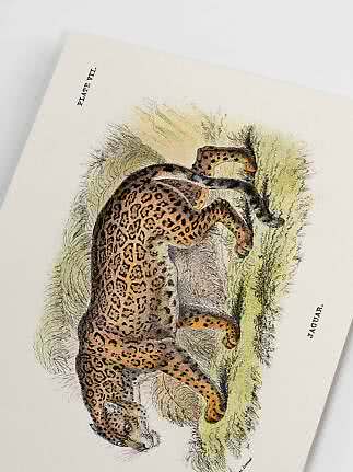 Vintage naturillustration av en jaguar på en vit sida med texten "Jaguar".