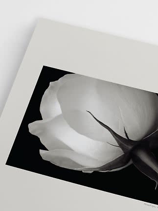 Sort-hvid plakat med nærbillede af en hvid rose på sort baggrund