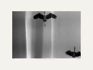 Schwarz-Weiß-Kunstfoto von zwei storchartigen Vögeln im Flug vor hellem Hintergrund
