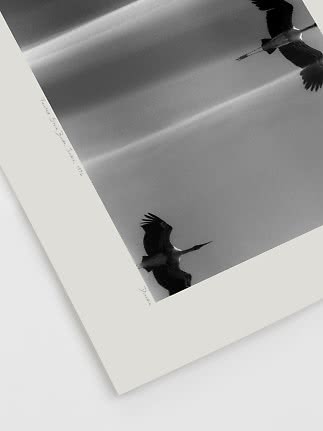 Schwarz-weiß Kunstdruck mit zwei fliegenden Störchen vor hellem Himmel