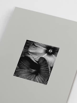 Affiche avec gros plan noir et blanc de deux fleurs sur fond clair