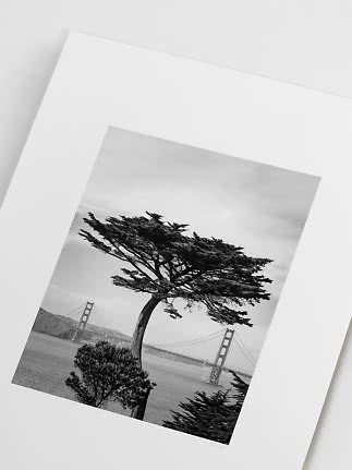 Sort-hvid plakat med vindblæst træ foran Golden Gate Bridge