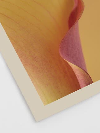 Nærbillede af orange og lilla blomsterblad på plakat med lys ramme