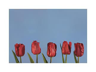 Cinque tulipani rossi su uno sfondo di cielo azzurro