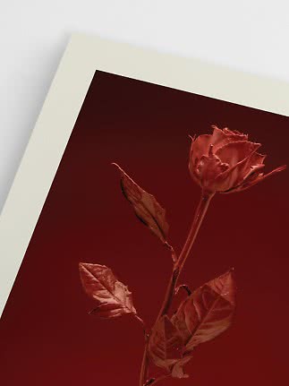 Primer plano de una rosa roja en póster rojo oscuro con borde claro