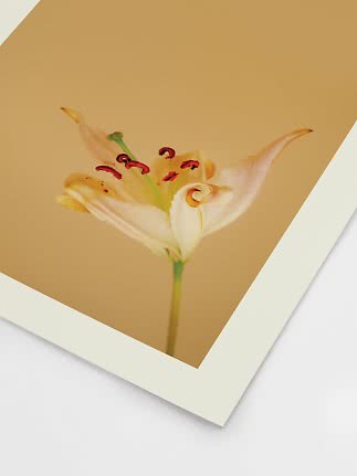 Affiche avec gros plan d’un lys blanc sur fond beige chaud
