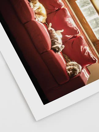Tre katte slapper af på en rød sofa i sollys ved et vindue