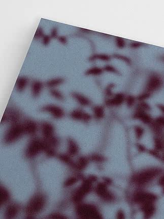 Close-up of the plum foliage against the blue-grey ground, with the thin stems running between the blurred leaves
