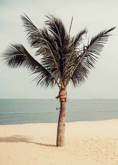 Palme an einem Sandstrand vor ruhigem Meer unter hellem Himmel