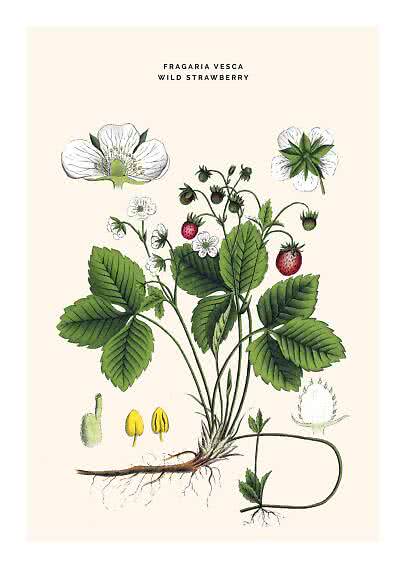 Botanische Illustration einer Walderdbeere mit Blüten, Blättern, roten Früchten und Wurzeln