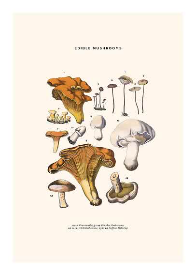 Vintage botanical poster with illustrations of edible mushrooms on a light background
