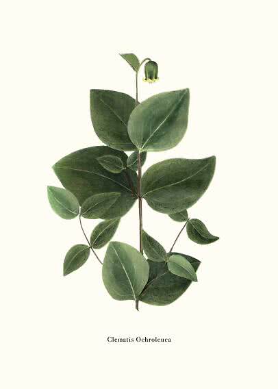 Botanisk illustration af Clematis ochroleuca med grønne blade og en hængende klokkeformet blomst
