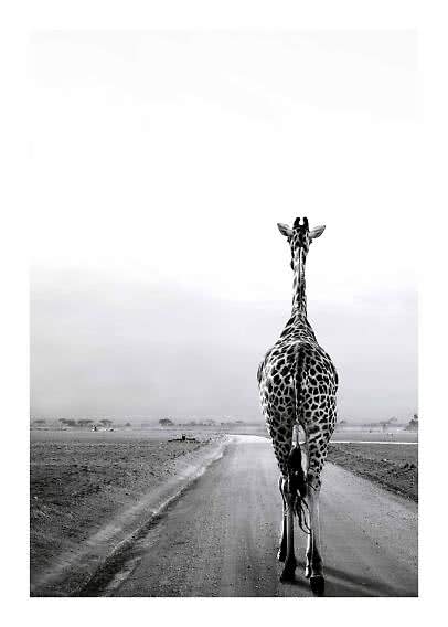 Svartvitt foto av en giraff bakifrån på en dammig väg i öppen savann