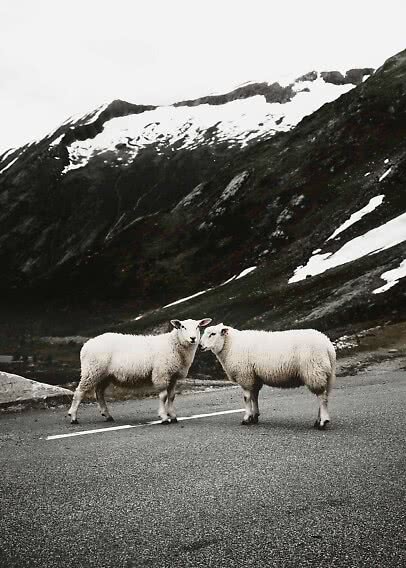 Two white sheep standing on a road with snowy mountains in the background.