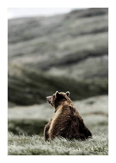 Brown bear sitting in grass, looking toward misty mountains