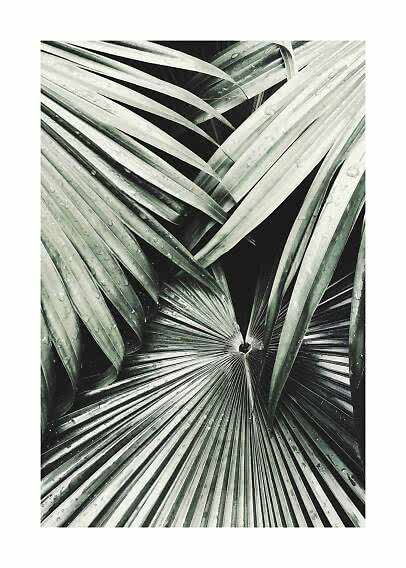 Close-up of tropical palm leaves with water droplets in green and silvery gray tones