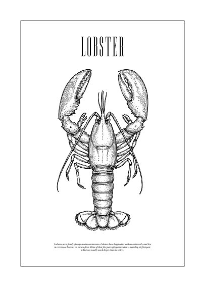 Black-and-white poster with detailed lobster illustration and the word "LOBSTER"