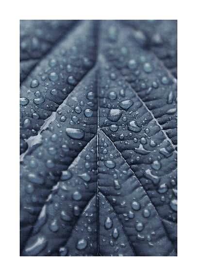 Close-up of a dark leaf covered in water droplets