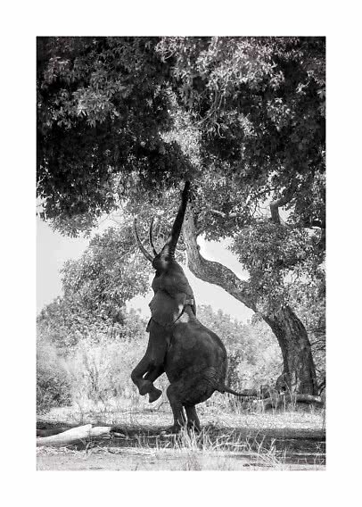 Foto in bianco e nero di un elefante che si allunga verso le foglie di un grande albero