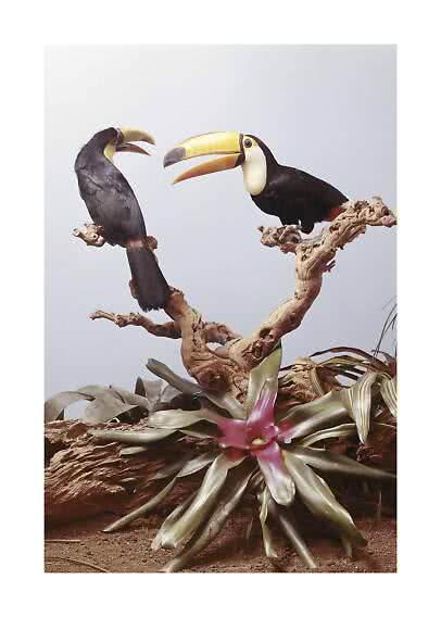 Deux toucans perchés sur une branche noueuse au-dessus d’une broméliacée rose