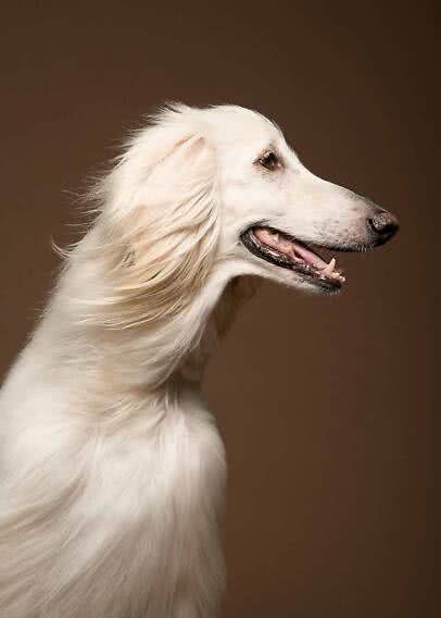Weißer langhaariger Hund im Seitenprofil vor braunem Hintergrund