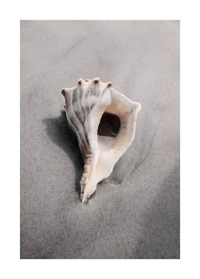 Large seashell resting on wet gray sand