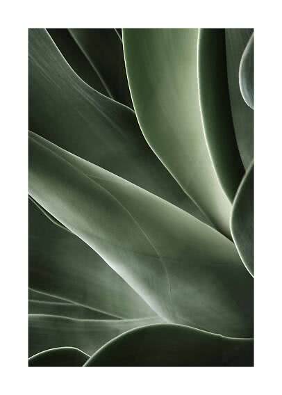 Primer plano de hojas verdes de suculenta con curvas suaves y luz tenue