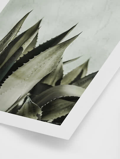 Leaf poster  Agave Mint Wall | Postery
