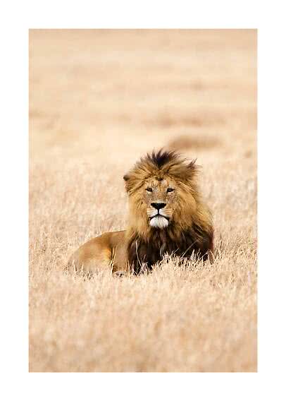 Lion mâle couché dans l’herbe sèche et dorée de la savane