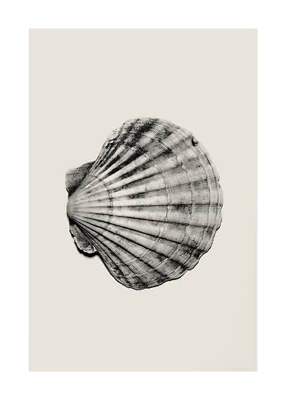 Black-and-white illustration of a scallop shell on a light beige background