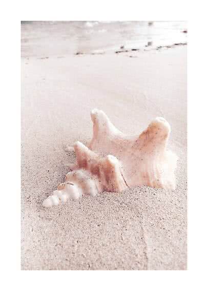 Large seashell partially buried in pale sand on the beach