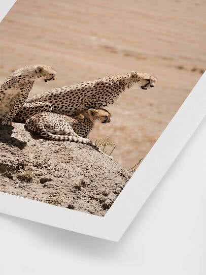 Safari poster – Cheetah Family | Postery