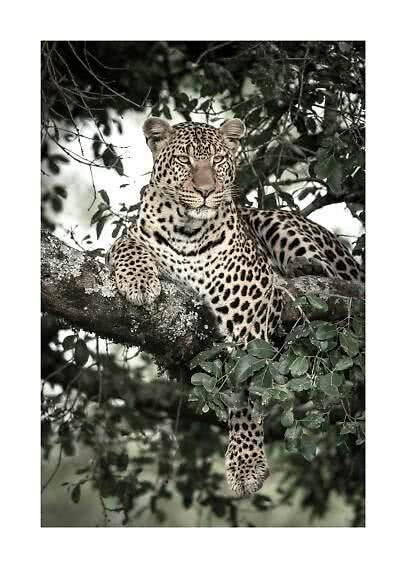 Photographie Noir Et Blanc Guépard