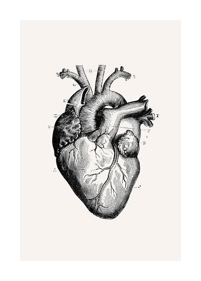 Vintage anatomical illustration of a human heart in black on a light background
