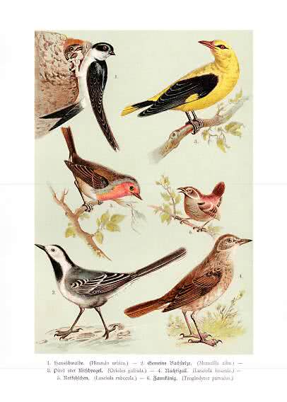 Vintageillustration av fåglar med sex olika fåglar på grenar och vid ett bo.