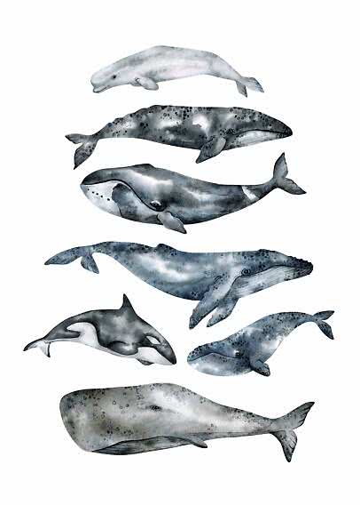 Illustrazione ad acquerello di varie balene e un’orca su sfondo bianco