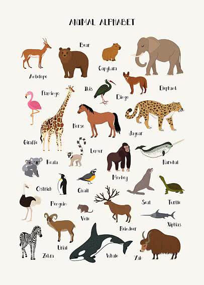 Animal alphabet poster with illustrated animals from A to Z on a light background.