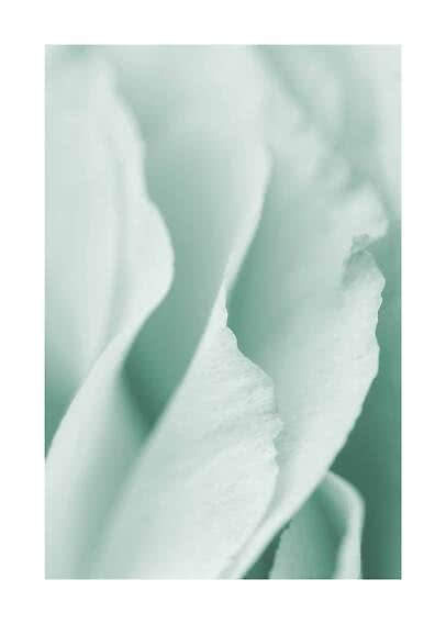 Primo piano di petali verde menta chiaro con messa a fuoco morbida
