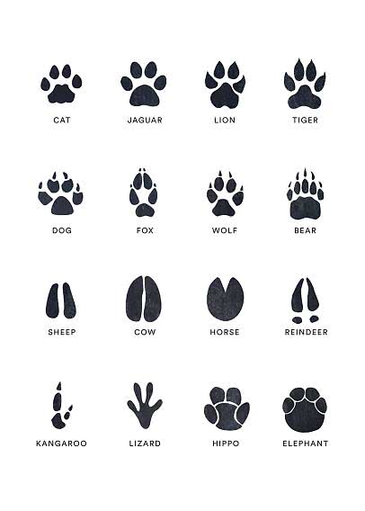 Ilustración con 16 huellas de animales negras y etiquetas en inglés sobre fondo blanco
