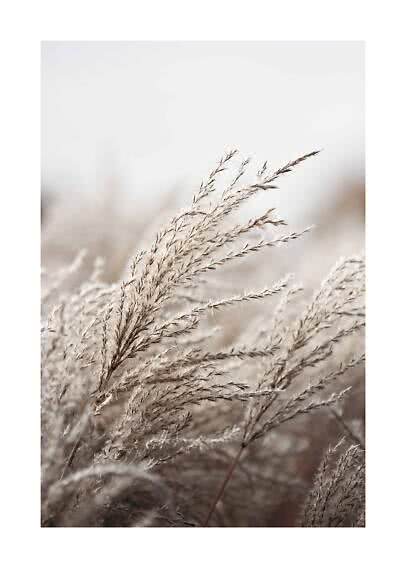 Close-up of light dried reeds or ornamental grass against a soft blurred background
