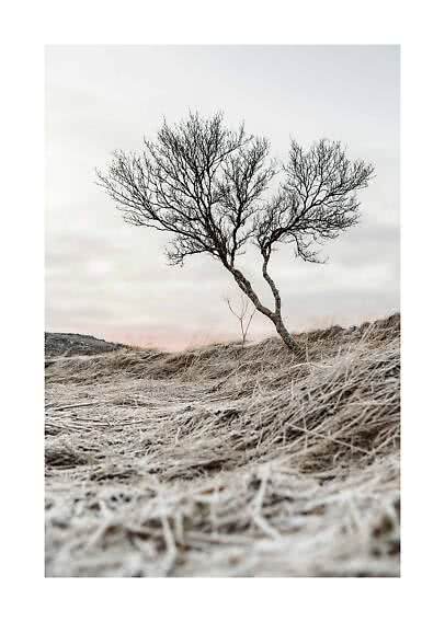 Ein kahler, einsamer Baum auf frostigem Gras unter hellem Himmel