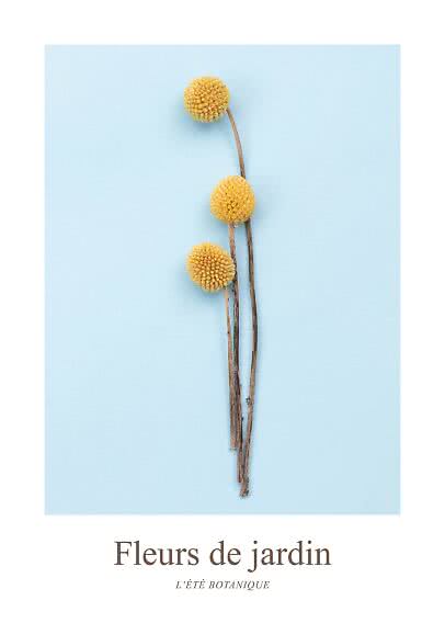 Tres flores secas amarillas esféricas con tallos sobre fondo azul claro