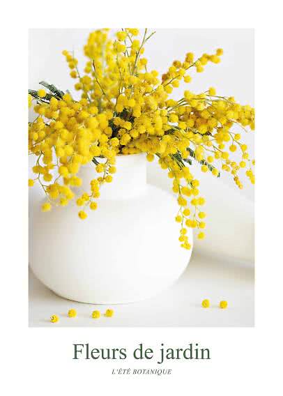 Bouquet of yellow mimosa flowers in a round white vase on a light background