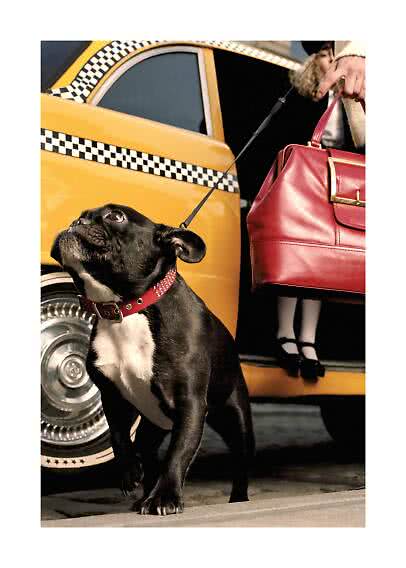 Chien noir au collier rouge devant un taxi jaune, à côté d’un grand sac en cuir rouge