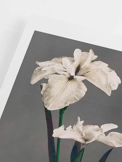 Vintage floral poster – White Iris Kaempferi by Ogawa Kazumasa