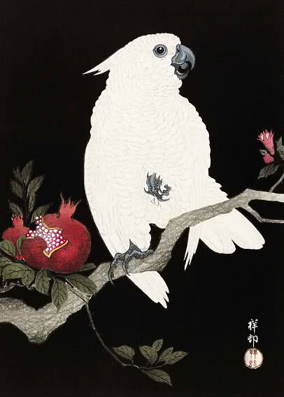 Illustration of a white cockatoo on a branch with red pomegranates on a black background
